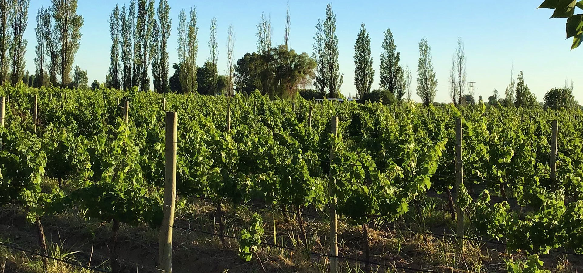 El terroir: un privilegio argentino.