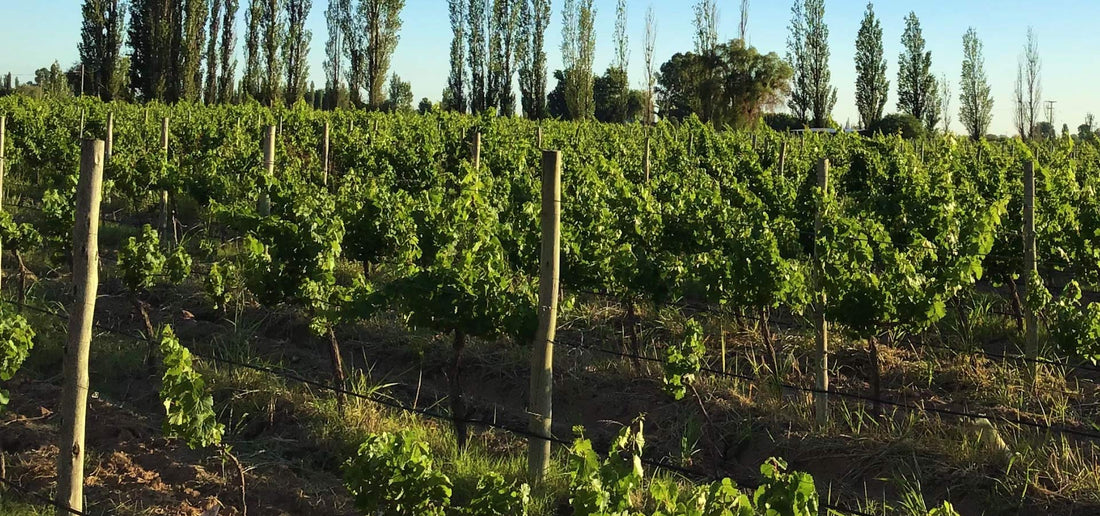 Vinos de Mendoza. La Zona Este.
