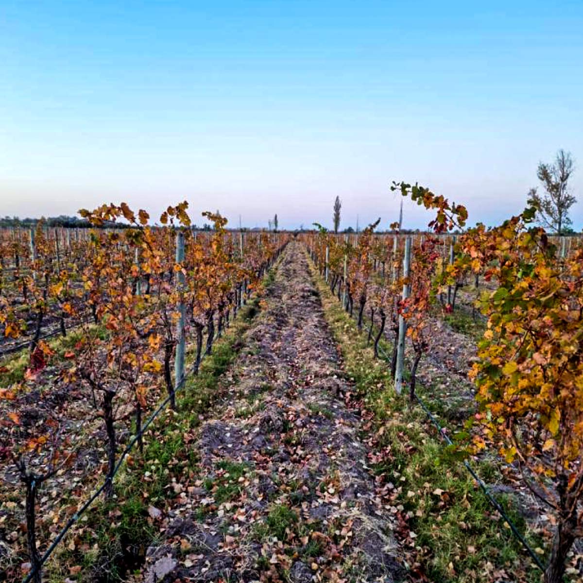 Mendoza, capital internacional del vino