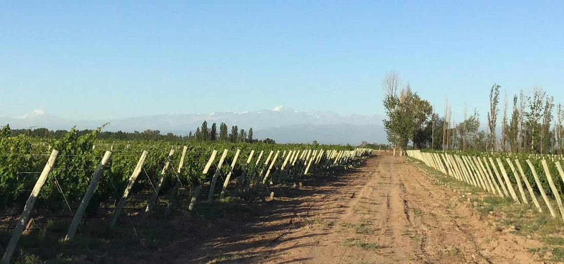 Microxigenación y la Cordillera de los Andes